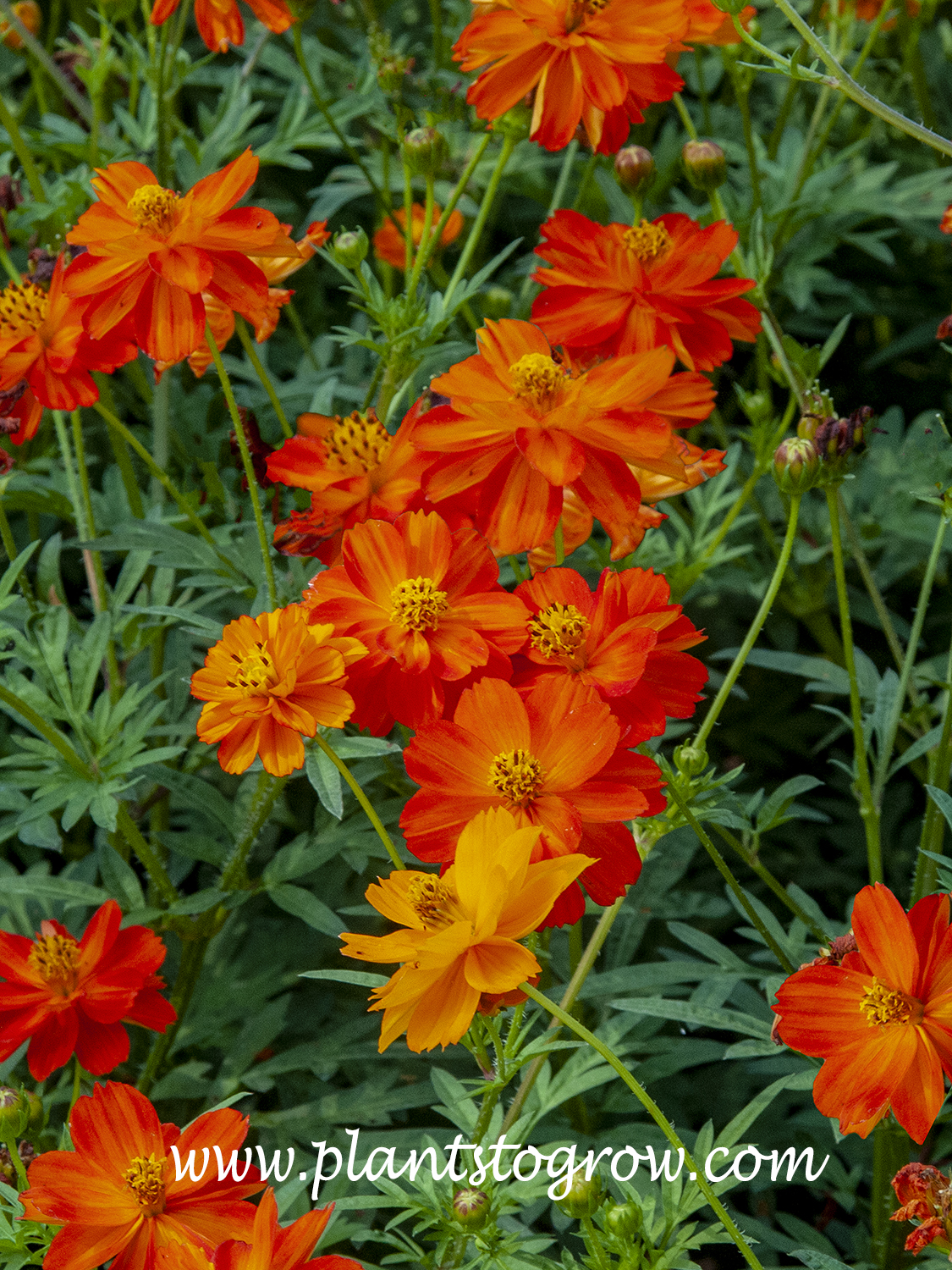 Sunny Red Cosmos (Cosmos)